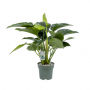 Philodendron Green Beauty 110 cm