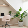 Philodendron Green Beauty 110 cm