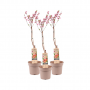 Perzikboom (Prunus Perzik) potmaat 17