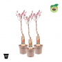 Perzikboom (Prunus Perzik) potmaat 17