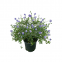 Amerikaanse Sering (Ceanothus Thyrsiflorus Repens) 30 cm
