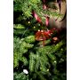 Paraplu Goud-Roze Yup in de boom