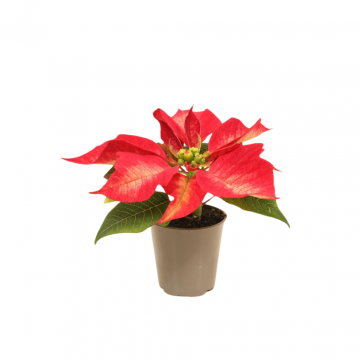 Kerstster mini Euphorbia Pulcherrima Ice Crystal