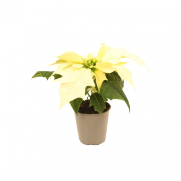 Kerstster mini Euphorbia Pulcherrima Alaska