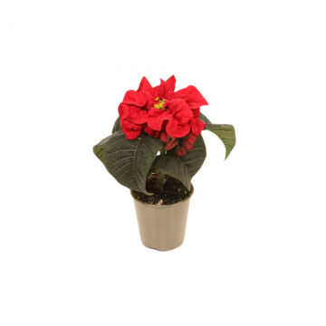 Kerstster mini Euphorbia Pulcherrima Winter Rose
