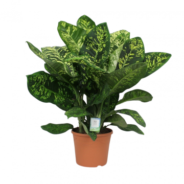 Dief van Badgad (Dieffenbachia Crown) 120 cm