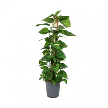 Drakenklimop (Epipremnum Aureum) 120 cm