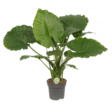 Olifantsoor (Alocasia Gageana California) 85 cm