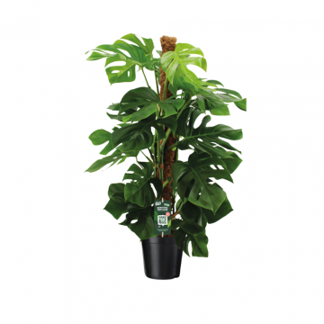 Gatenplant (Monstera Pertusum) 125 cm
