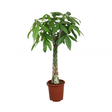 Geldboom (Pachira Aquatica) 150 cm