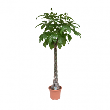 Geldboom (Pachira Aquatica) 170 cm