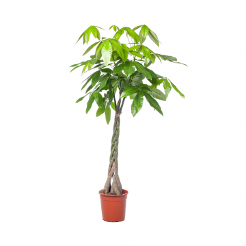 Geldboom (Pachira Aquatica XL) 190 cm