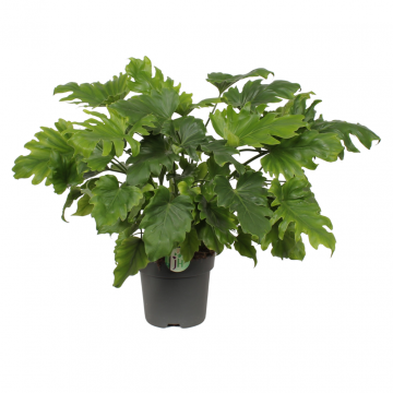 Philodendron Little Hope 60 cm