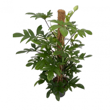 Philodendron Pedatum 120 cm