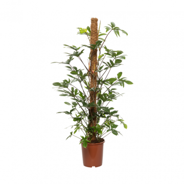 Philodendron Pedatum 80 cm