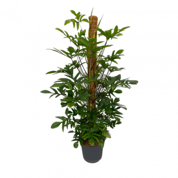 Philodendron Pedatum Xl 180 cm
