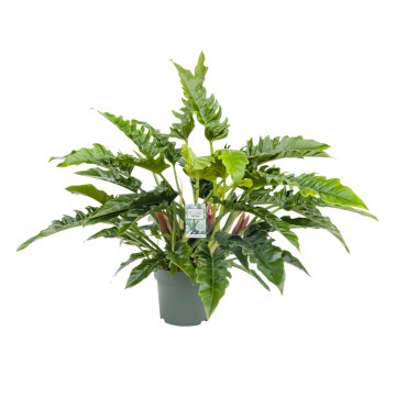 Philodendron Rambo 65 cm
