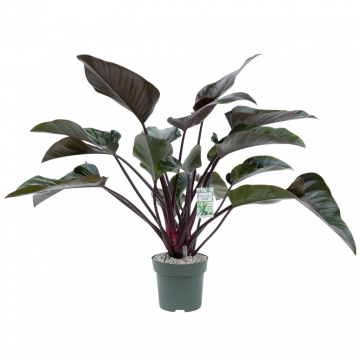 Philodendron Red Beauty 90 cm