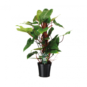 Philodendron Red Emerald 75 cm