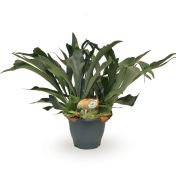 Hertshoornvaren (Platycerium Bifurcatum) 50 cm