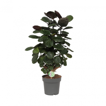 Aralia (Polyscias Fabian) 60 cm