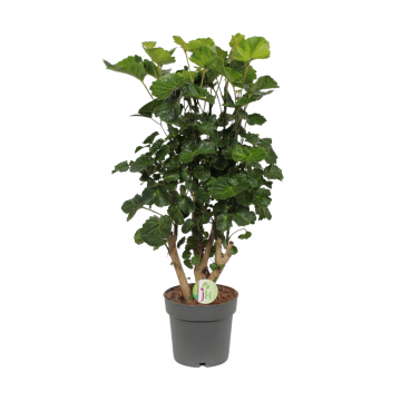 Aralia (Polyscias Lemon) 60 cm