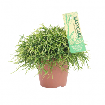 Rhipsalis Ba Oasis 20 cm
