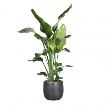 Paradijsvogelplant (Strelitzia Nicolai) 130 cm