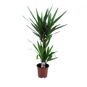 Palmlelie (Yucca Elephantipes) 80 cm