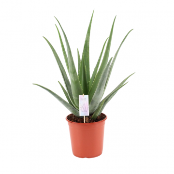 Wonderplant (Aloe Vera Barbadensis) 80 - 90 cm