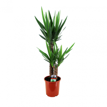 Palmlelie (Yucca Elephantipes) 100 cm