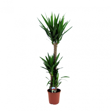 Palmlelie (Yucca Elephantipes) 140 cm
