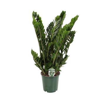 Zamioculcas Zamiifolia 90 cm