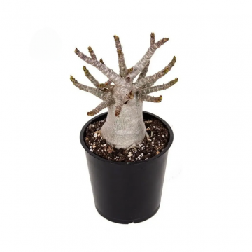 Woestijnroos (Adenium Ansu Baobab) 15 cm