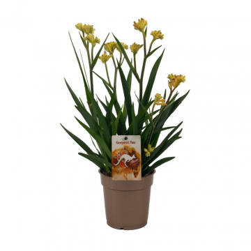 Kangoeroe-poot (Anigozanthos Beauty Yellow) 40 cm