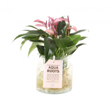 Flamingoplant (Anthurium Aqua Roots Zizou) 40 cm