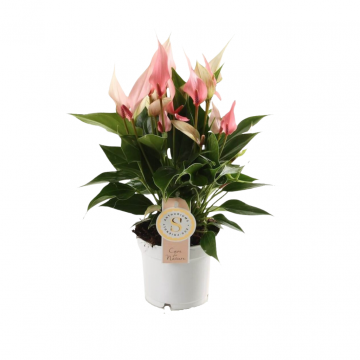 Flamingoplant (Anthurium Lilli) 40 cm