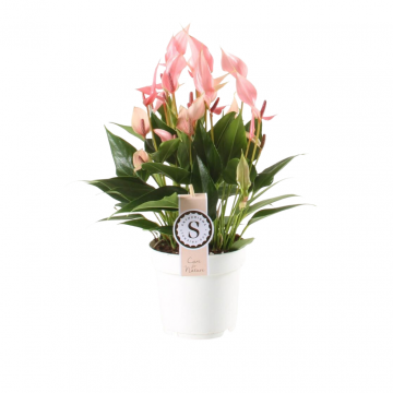 Flamingoplant (Anthurium Lilli) 45 cm