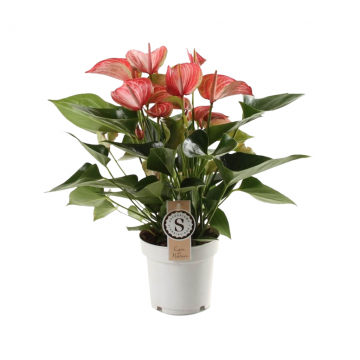 Flamingoplant (Anthurium Livium Red) 50 cm