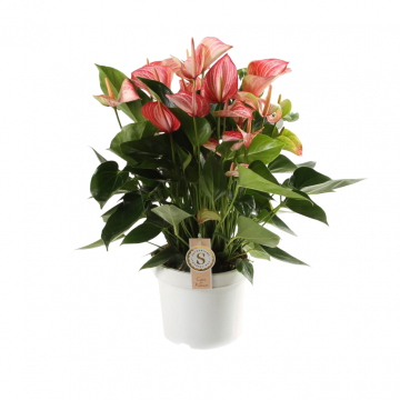 Flamingoplant (Anthurium Livium Red) 65 cm