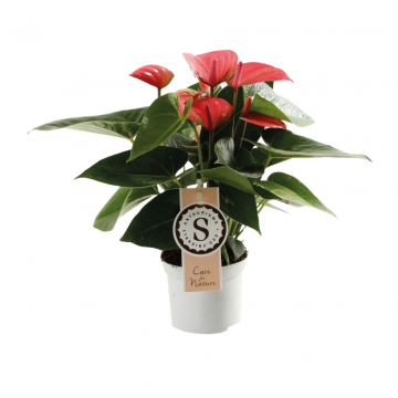 Flamingoplant (Anthurium Pink Champion) 30 cm