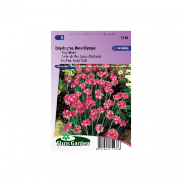 Armeria maritima Splendens Olympe