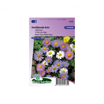 Aster alpinus Largeflowered Hybrids
