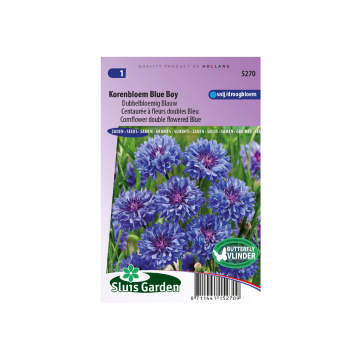 Centaurea cyanus flore plena Blue Boy