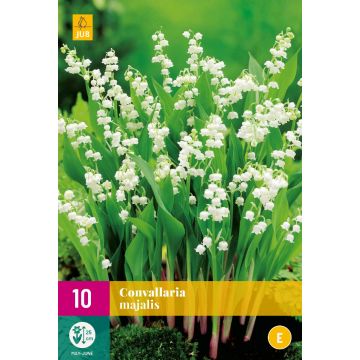 Convallaria Majalis