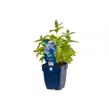 Kattekruid (Nepeta subsessilis)