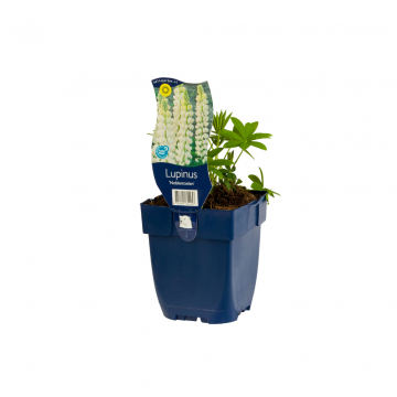 Lupine (Lupinus 'Noblemaiden')