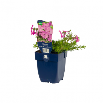 Vlambloem (Phlox (S) 'MacDaniel's Cushion')