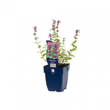 Kattekruid (Nepeta rac. 'Grog')