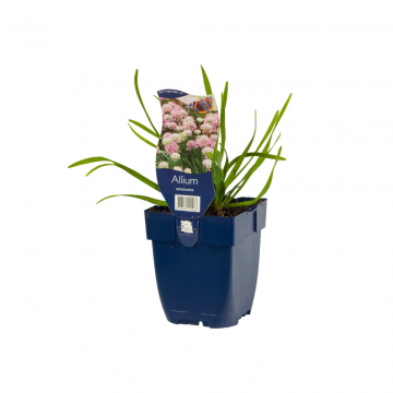 Sierui (Allium senescens)